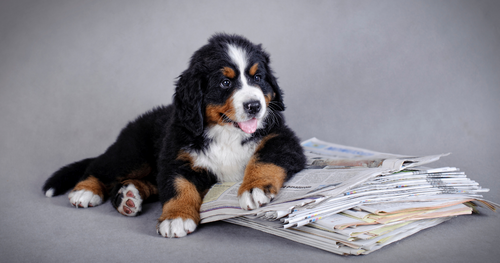 Veterinary Industry News: January/February Roundup